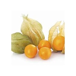 Goldie Cerises de Terre