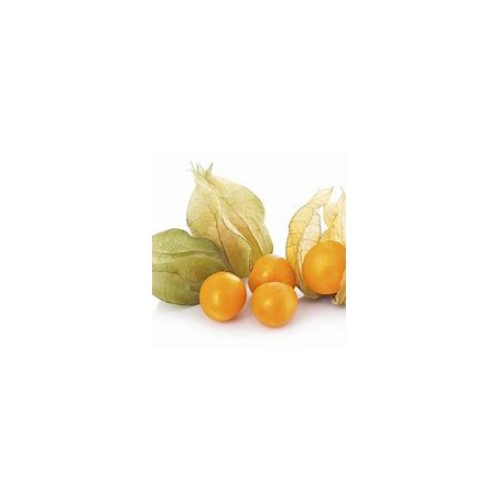 Goldie Cerises de Terre