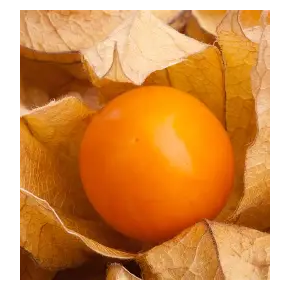 Cerises de Terre Géantes