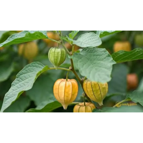 Cerises de Terre Géantes