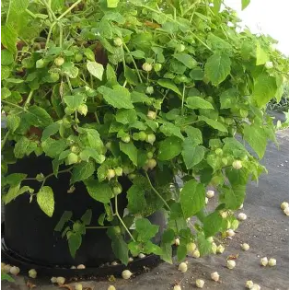 Goldie Cerises de Terre