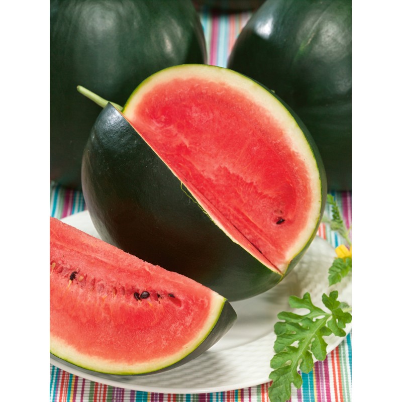 Sugar Baby Melon d'eau Moyen