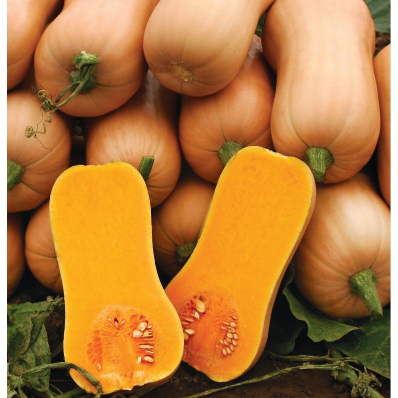 Quantom Courge Butternut