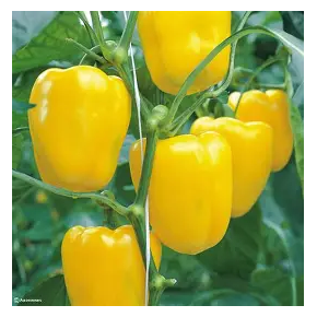 Early Sunsation Poivron DOUX Jaune