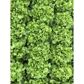 Laitue Laitue Feuille de Chêne