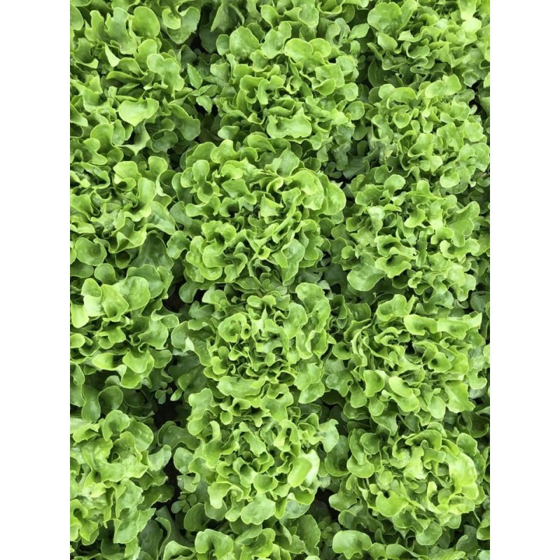 Laitue Laitue Feuille de Chêne
