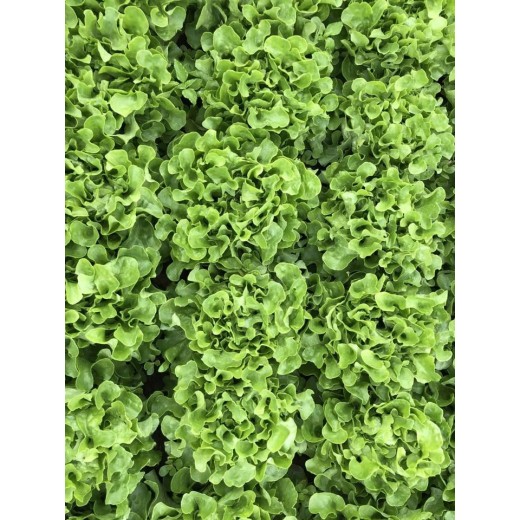 Laitue Laitue Feuille de Chêne