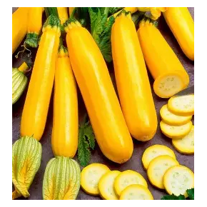 Golden Glory Courgette Jaune