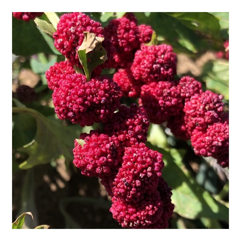 Tagète Anisée -filifolia