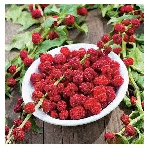 Tagète Anisée -filifolia