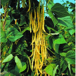 Neckargold Haricot Jaune Grimpant