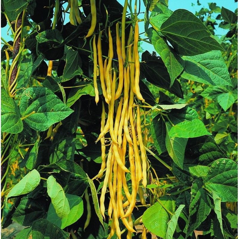 Neckargold Haricot Jaune Grimpant