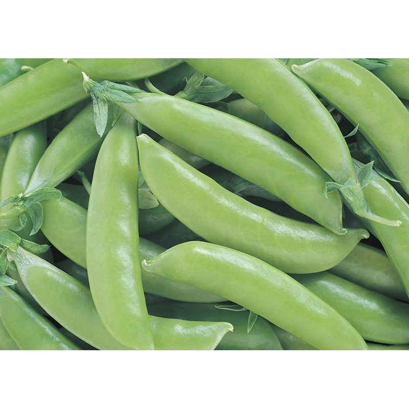 Super Sugar Snap Pois Mange-Tout