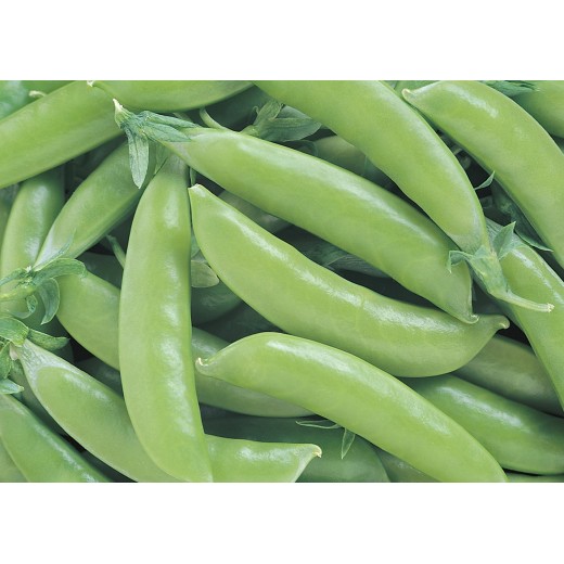 Super Sugar Snap Pois Mange-Tout