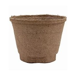 Italienne (plant miniature/de table)