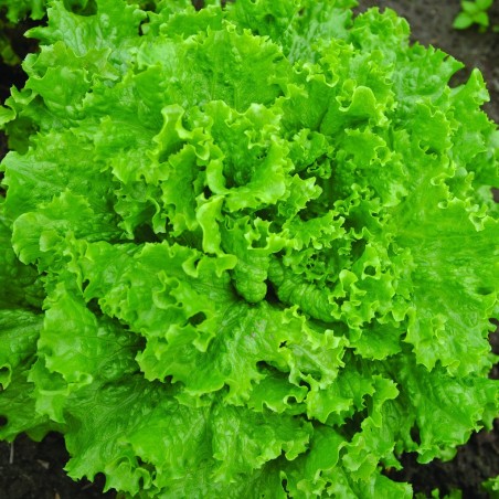 Laitue Frisée Verte (Bergam's Green)