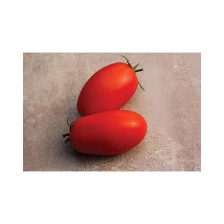Tomate Italienne (déterminé)