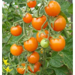 Cerises ORANGE (Tomates...