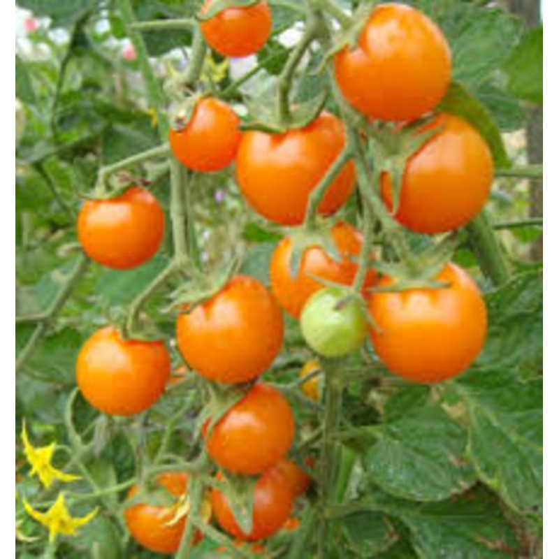 Tomates cerises ORANGE (SunGold- indéterminée)