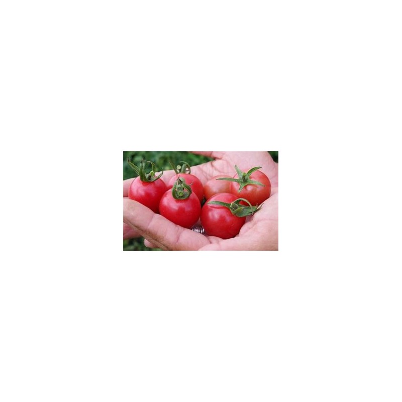 Tomates cerises roses (indéterminé)