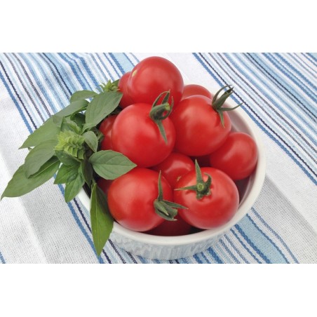 Tomates cerises rouges (indéterminé)