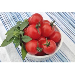Tomates cerises rouges (Sugargloss- indéterminé)