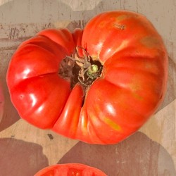 Tomate Mémé de Beauce (beef rouge ancestrale -indéterminé)