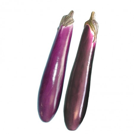 Aubergine Allongée