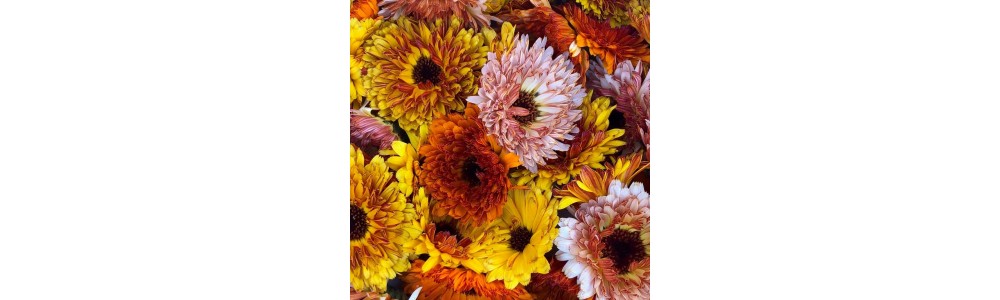 *Calendule (aussi appelé Souci)